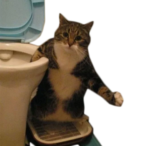 кошки малого и среднего размера кошачьи туалет