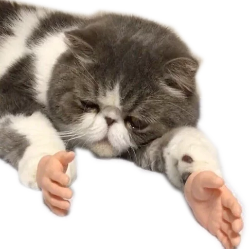 млекопитающее животное кошки малого и среднего размера