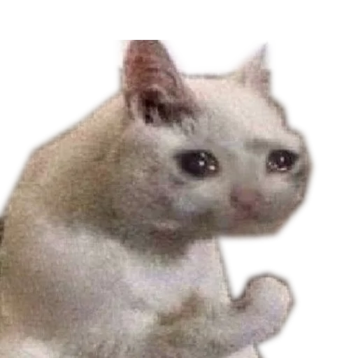 животное млекопитающее кошка