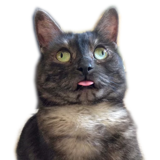 животное млекопитающее домашняя кошка