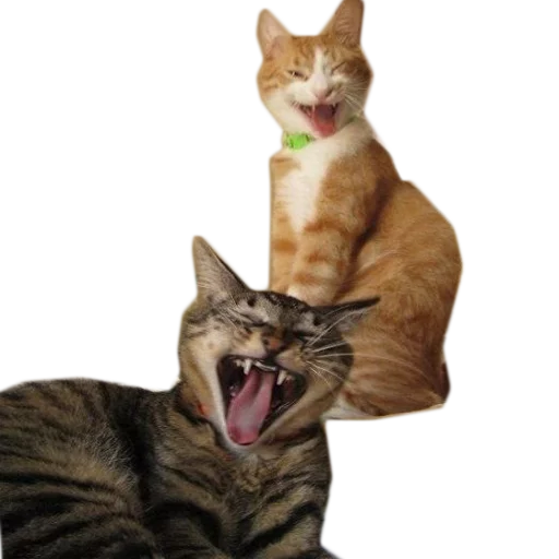 млекопитающее животное кошка