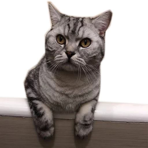 животное млекопитающее кошка