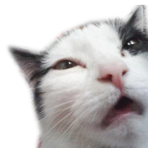 животное млекопитающее кошка