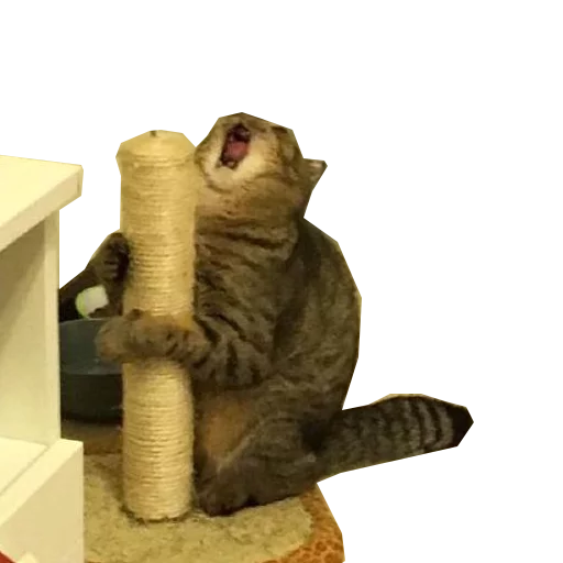 животное кошки малого и среднего размера кошачьи