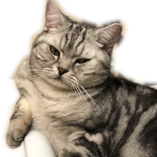 животное кошка млекопитающее