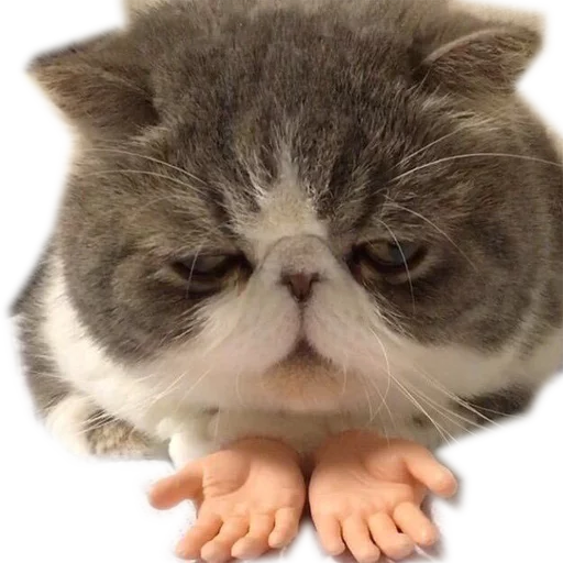 млекопитающее животное кошки малого и среднего размера