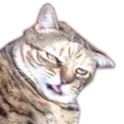 животное млекопитающее кошка