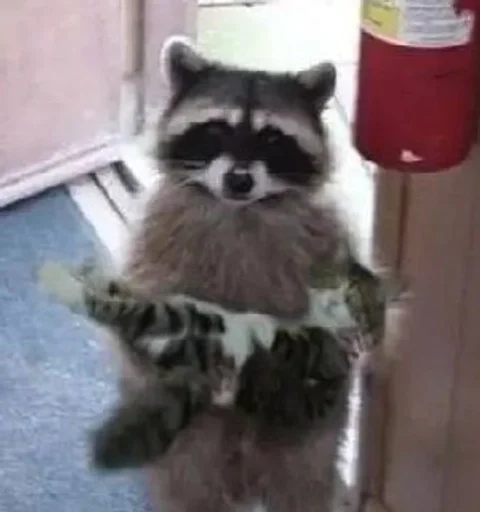 raccoon animal mammal
