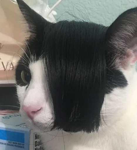 small to medium-sized cats mammal felidae