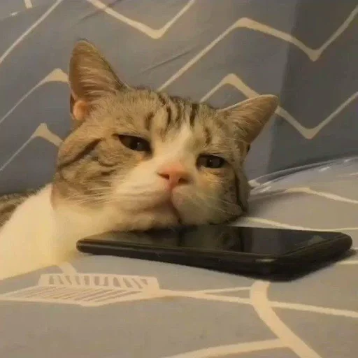 animal indoor small to medium-sized cats