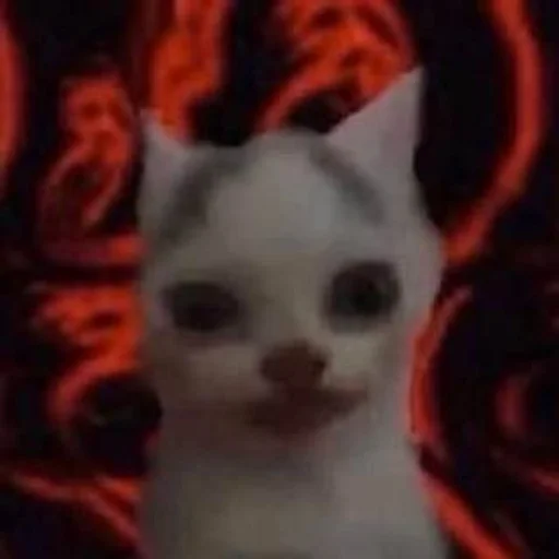 animal mammal domestic cat