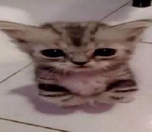 cat mammal small to medium-sized cats