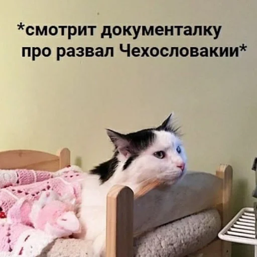 small to medium-sized cats text indoor