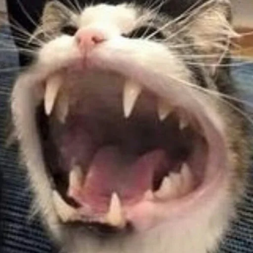 animal mammal whiskers