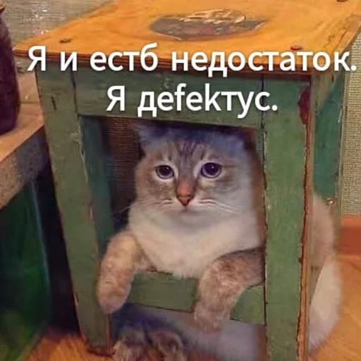 text small to medium-sized cats felidae