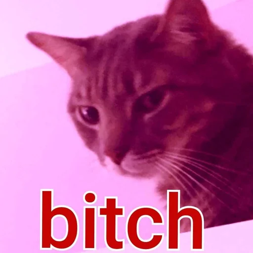 mammal small to medium-sized cats animal