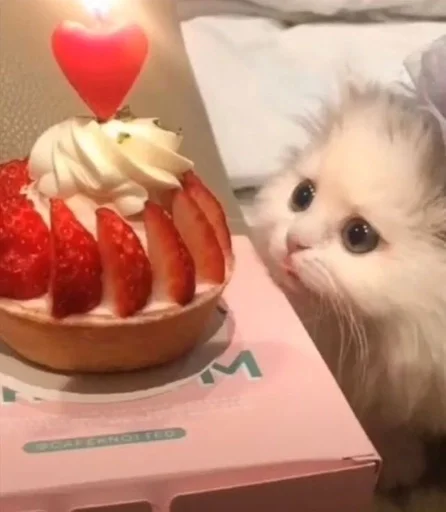 dessert indoor sweetness