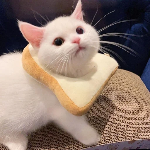 small to medium-sized cats whiskers felidae