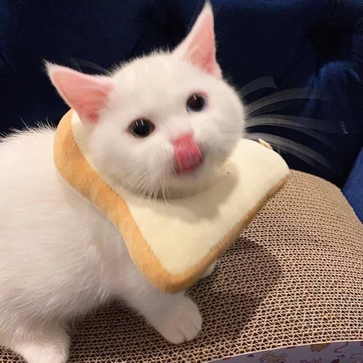 small to medium-sized cats animal mammal