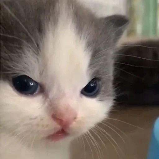 млекопитающее кошка животное