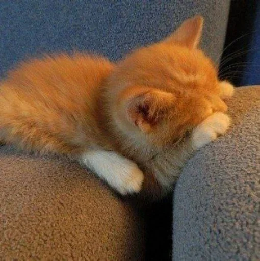 животное млекопитающее кошка