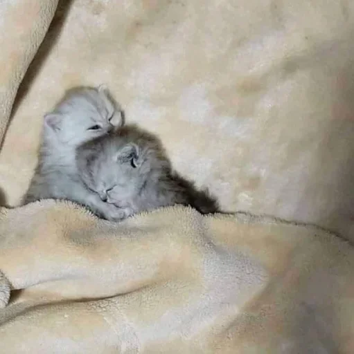 животное млекопитающее кошачьи