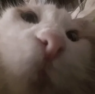 Sticker ; κ᧐ᴛᥙκᥙ  ࣪ ˖ @wexsavi ♡ - 7