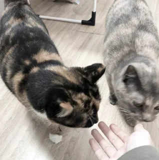 Sticker ; κ᧐ᴛᥙκᥙ  ࣪ ˖ @wexsavi ♡ - 9