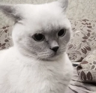 Sticker ; κ᧐ᴛᥙκᥙ  ࣪ ˖ @wexsavi ♡ - 5