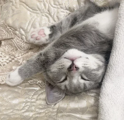 ; κ᧐ᴛᥙκᥙ  ࣪ ˖ @wexsavi ♡ - 