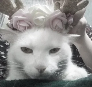 Sticker ; κ᧐ᴛᥙκᥙ  ࣪ ˖ @wexsavi ♡ - 0