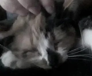 Sticker ; κ᧐ᴛᥙκᥙ  ࣪ ˖ @wexsavi ♡ - 3