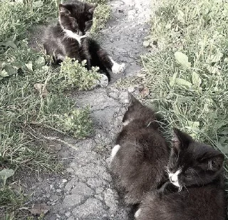 Sticker ; κ᧐ᴛᥙκᥙ  ࣪ ˖ @wexsavi ♡ - 6