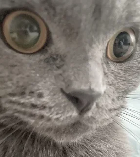 Sticker ; κ᧐ᴛᥙκᥙ  ࣪ ˖ @wexsavi ♡ - 4