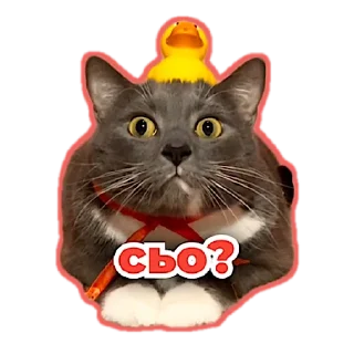 Sticker kotiynet - 4