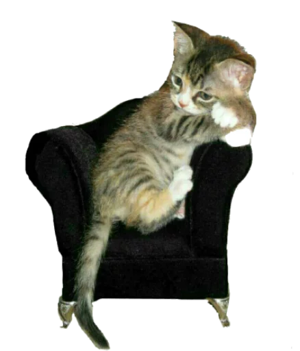 животное кошки малого и среднего размера кошачьи