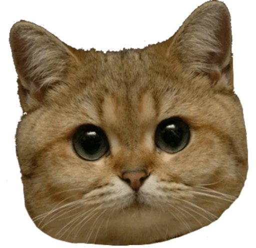 животное млекопитающее кошка