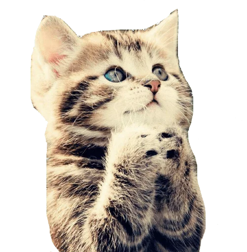 животное млекопитающее кошка