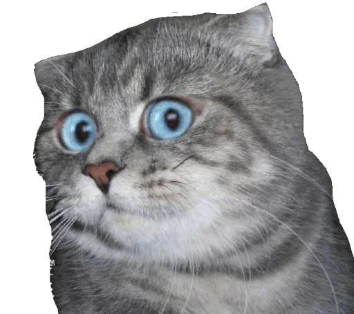 животное кошка млекопитающее