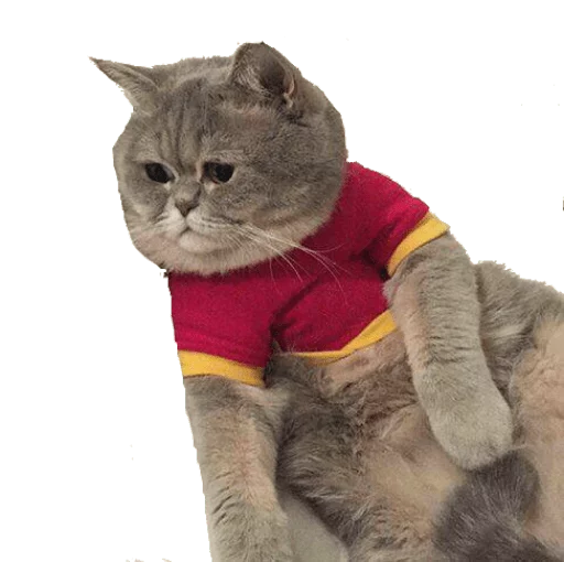 кошки малого и среднего размера домашняя кошка млекопитающее