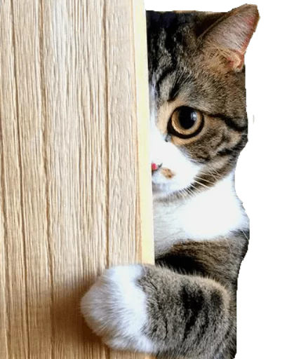 животное кошки малого и среднего размера млекопитающее