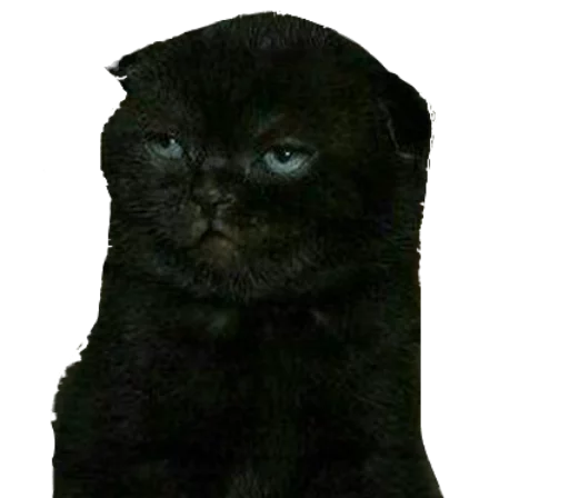 животное млекопитающее кошка