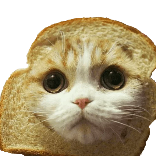 кошка животное хлеб
