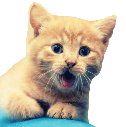 животное млекопитающее кошка