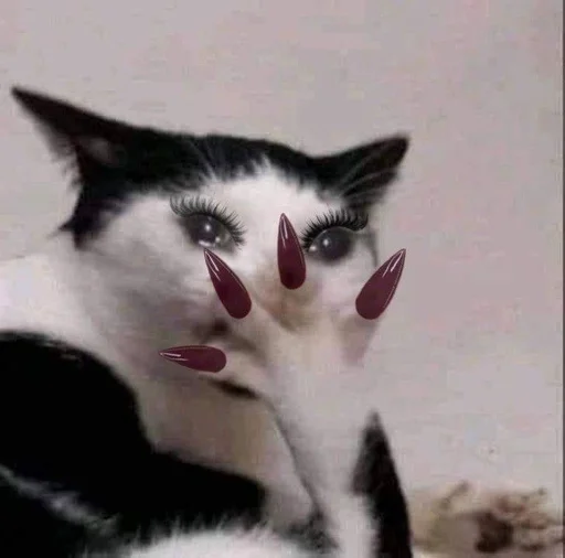 cat domestic cat mammal