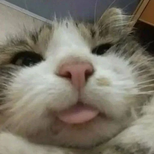 млекопитающее животное кошка