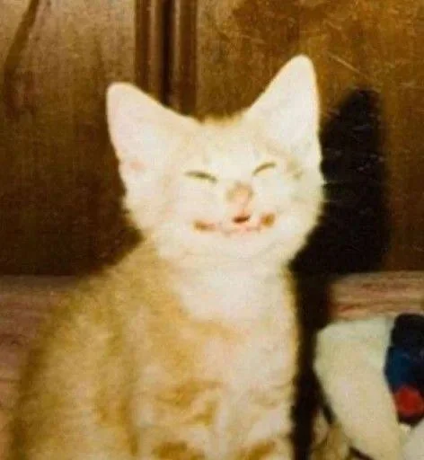 животное млекопитающее кошка