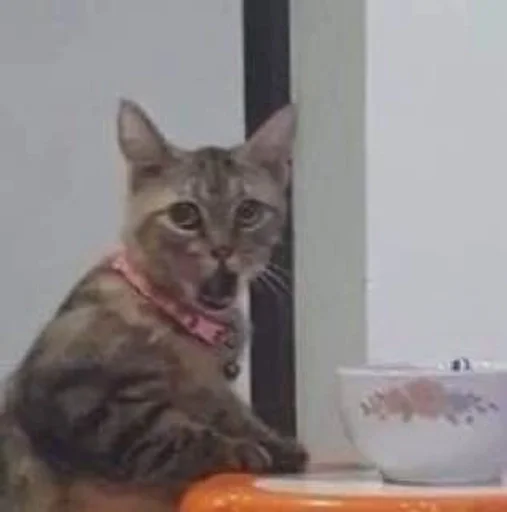 животное кошка млекопитающее