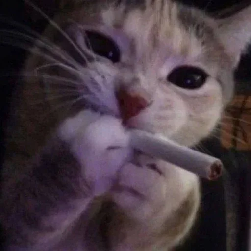 кошки малого и среднего размера усы комнатный