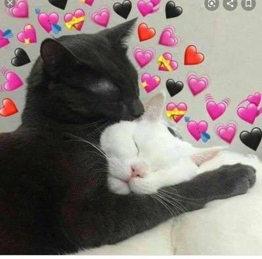 кошки малого и среднего размера животное кошачьи